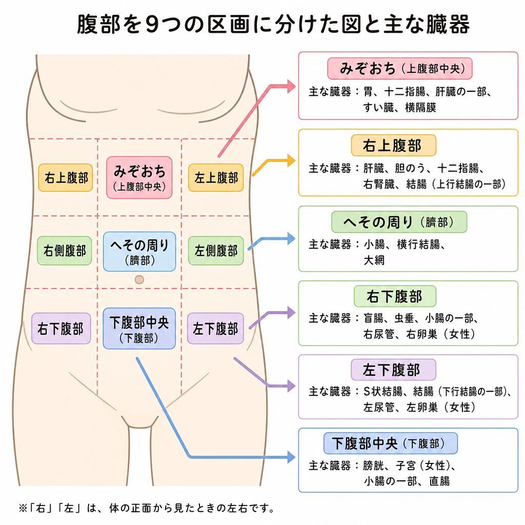 腹痛の部位ごとに関わる主な臓器を示した腹部の区画図